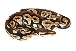 Python regius, black pastel